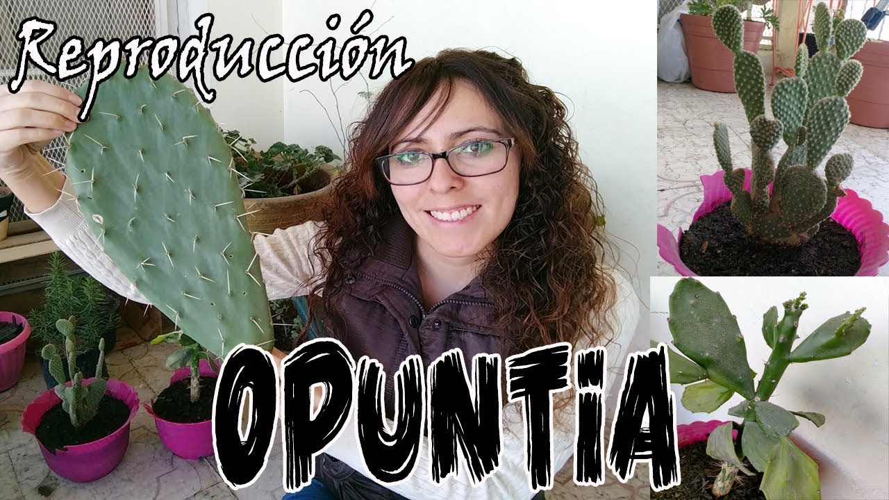 Cómo reproducir Nopal? // Reproducción asexual del género OPUNTIA / Propagación del Nopal