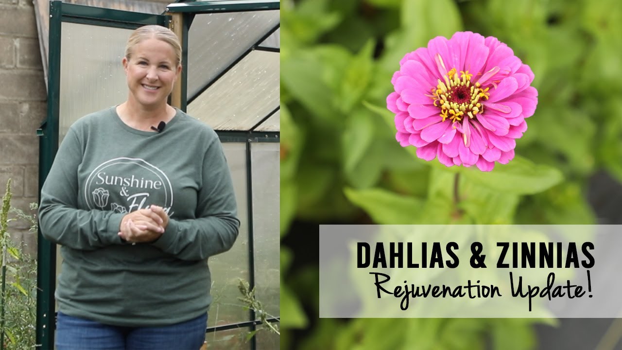 Garden Rejuvenation Update!  Zinnias and Dahlias - Growing Cut Flowers, Sunshine and Flora Farm