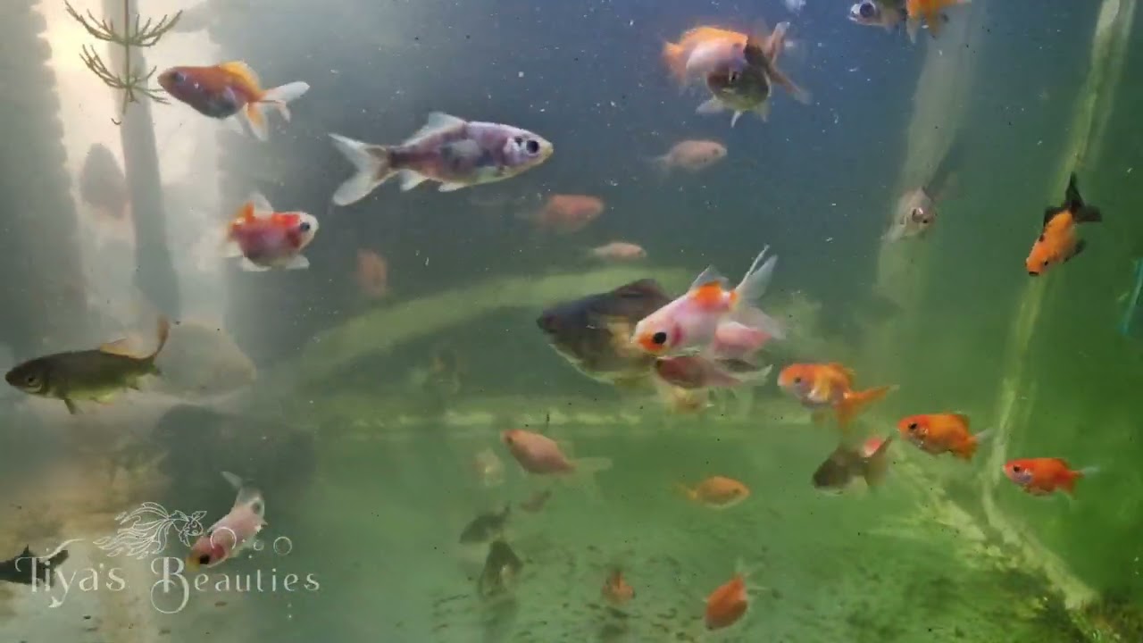 Some Fun Activities in my Aquarium with my 6 month old Goldfish