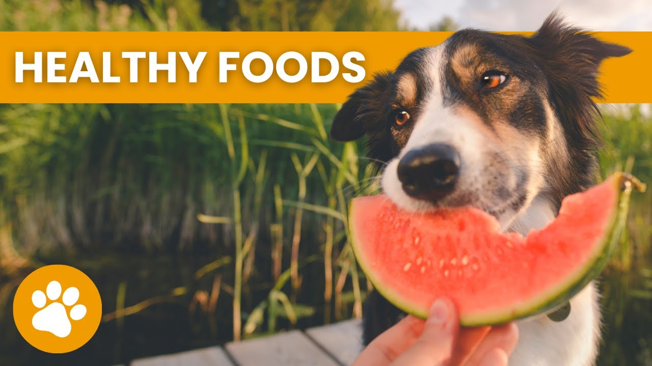 14 Foods That Are Beneficial For Dogs