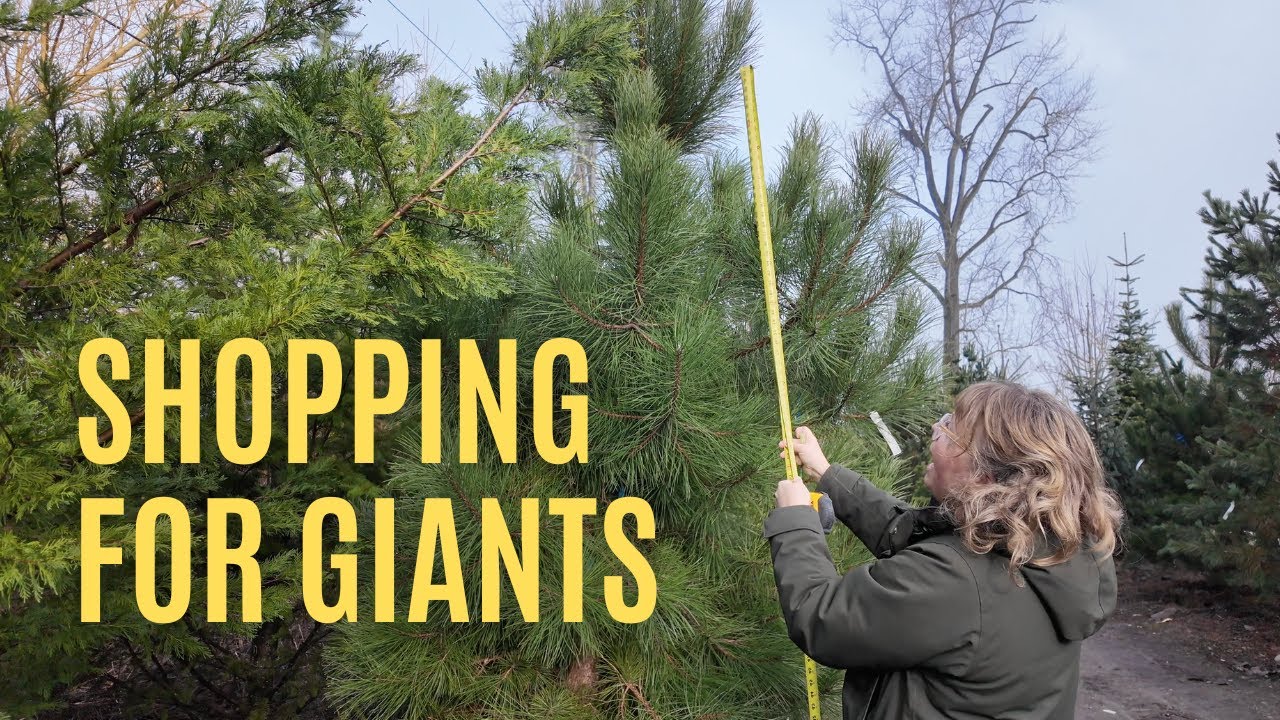 Shopping for Giants: Selecting Trees for the Garden Show