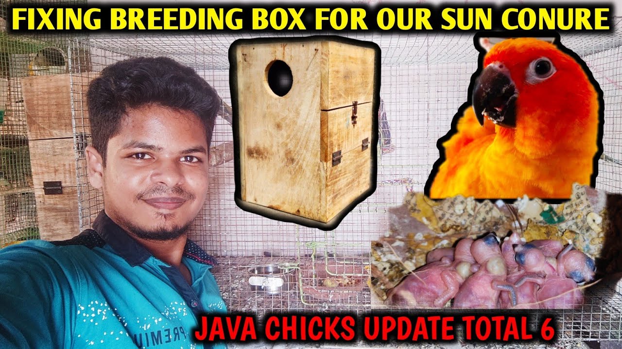 Sun conure breeding box size tamil | Java finch chicks | Java finch breeding progress | Tamil