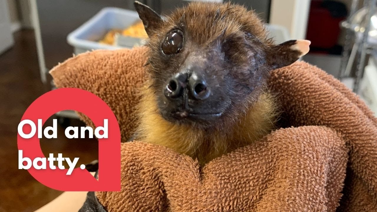 Meet the world's oldest bat who is too old to fly - but loves to sunbathe! | SWNS