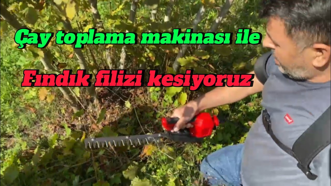 FINDIK FİLİZİ ALMAK İÇİN MAKİNA DENİYORUZ (reklam ve işbirliği değildir)