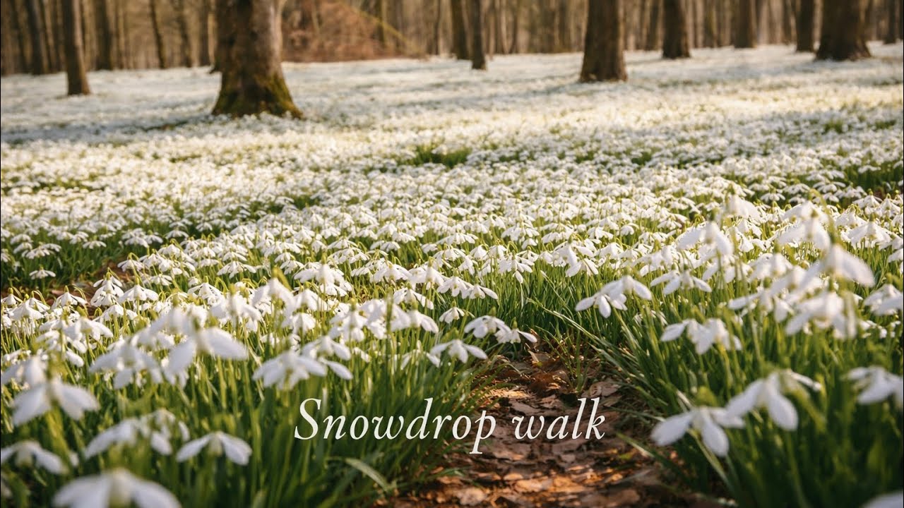 Snowdrop Walk in the English Countryside ~ Relaxing Nature