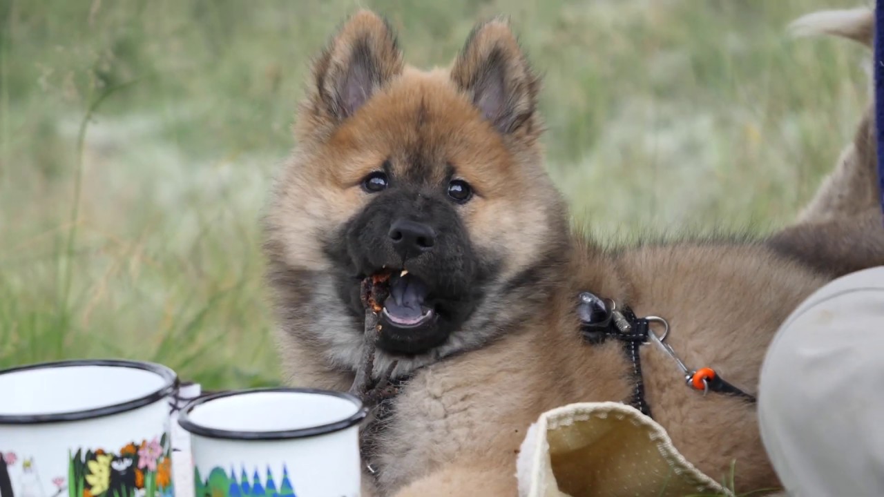 OUR NEW PUPPY! Birk the Eurasier 7-11 Weeks!