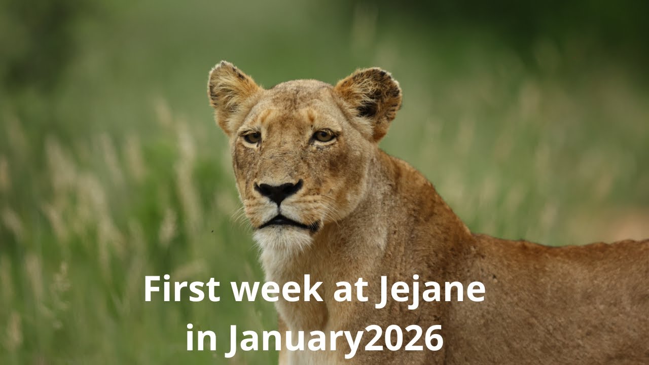 First week in Jejane January 2026