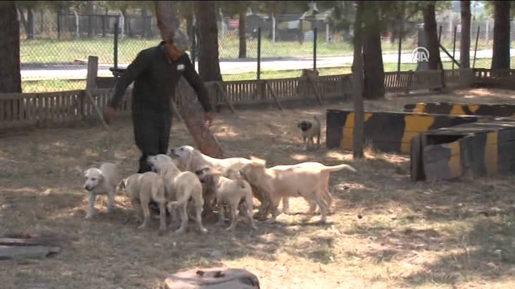 Bu köpekler 