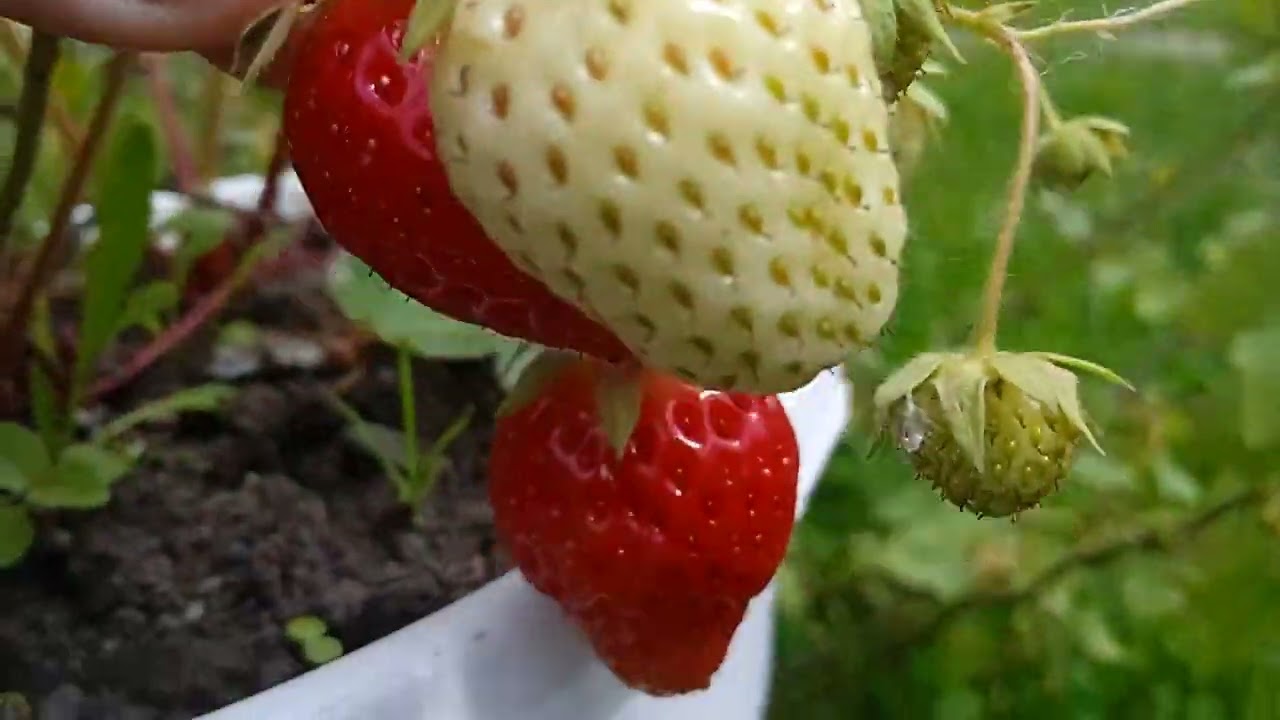 📝99990📝🇺🇦🍓 Колочава