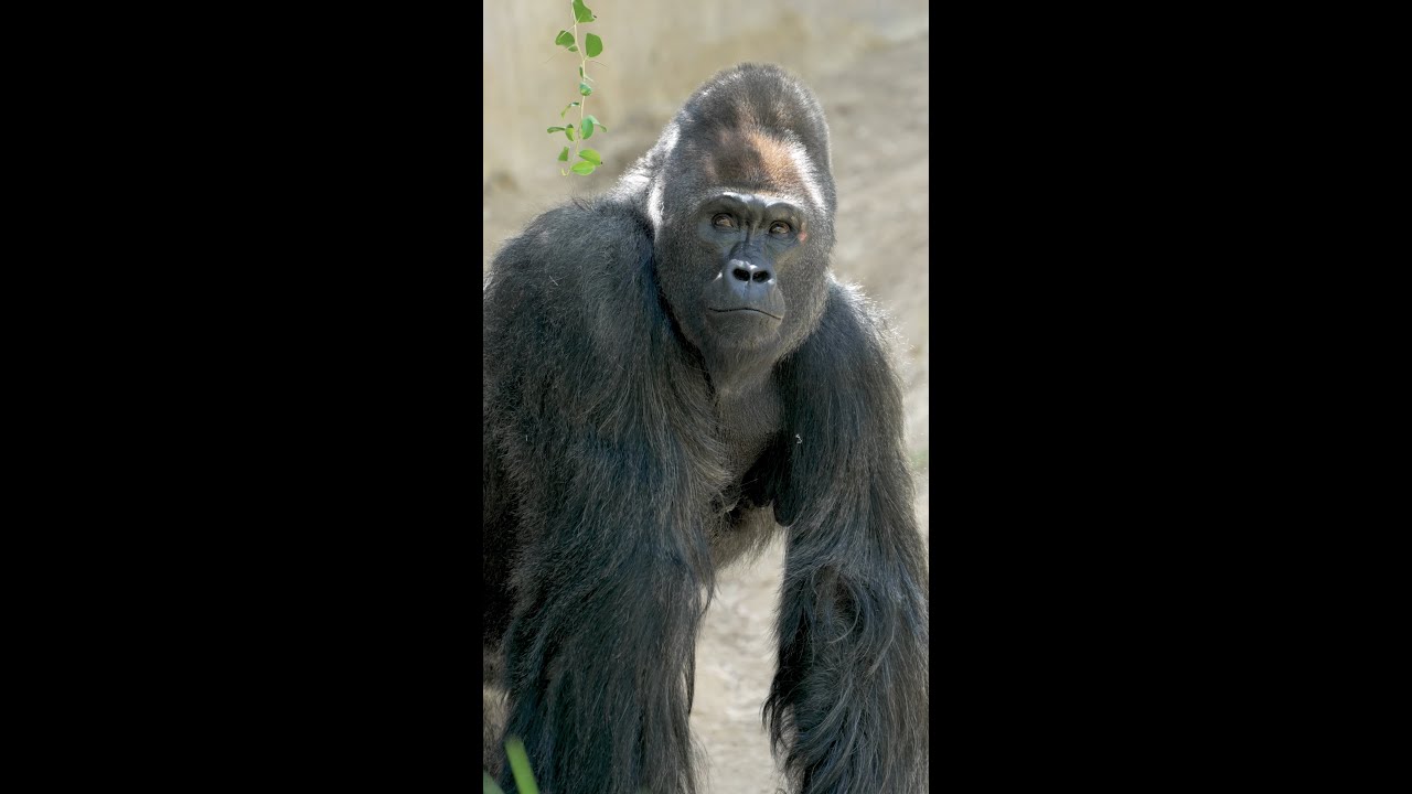 A New Silverback at the Safari Park