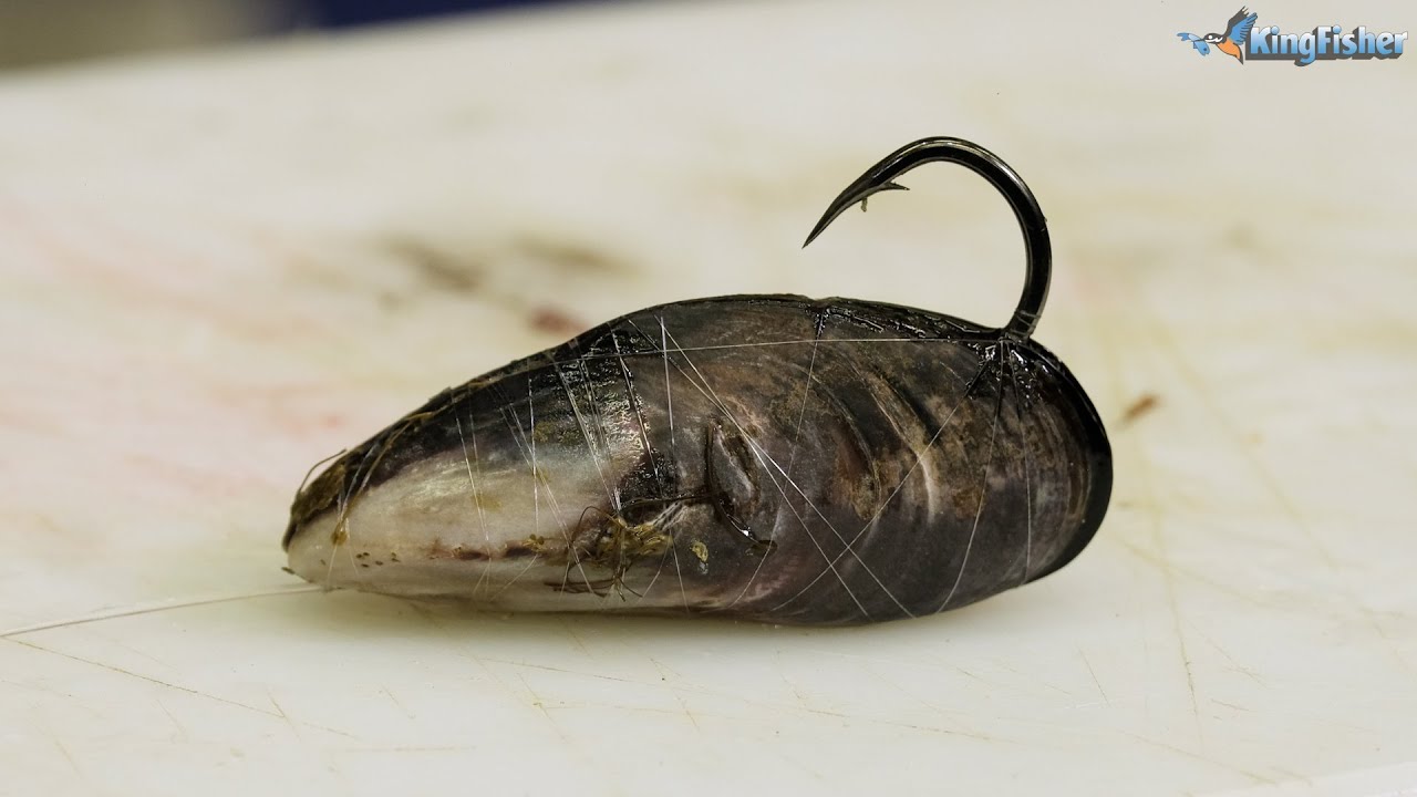 Traces | Mussel Cracker aka Brusher