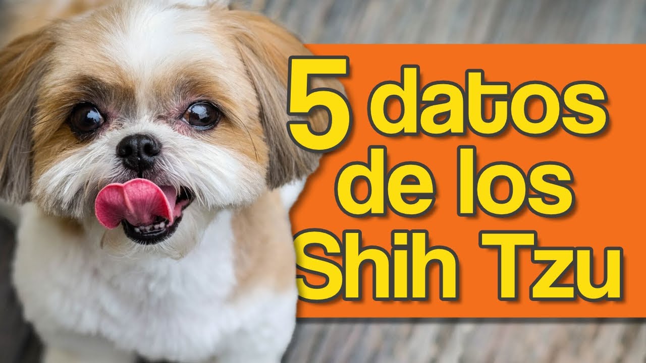 5 Datos que Debes Saber sobre el Shih Tzu – Todo sobre esta raza única 🐶✨ #ShihTzu #RazasDePerros