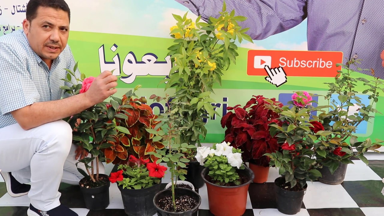 زراعة الورد الجوري بالعقلة | اسرار المشاتل في زراعة الورد الجوري | لماذا تموت العقلة بعد ظهورالاوراق