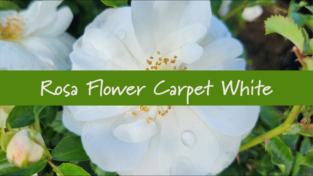 Rosa Flower Carpet White at Prides Corner Farms
