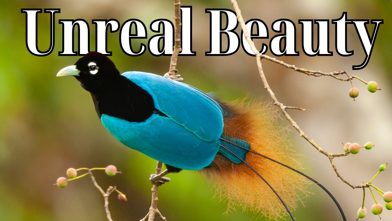 Birds of Paradise Bird &ndash; 15 Species Too Stunning to Be Real