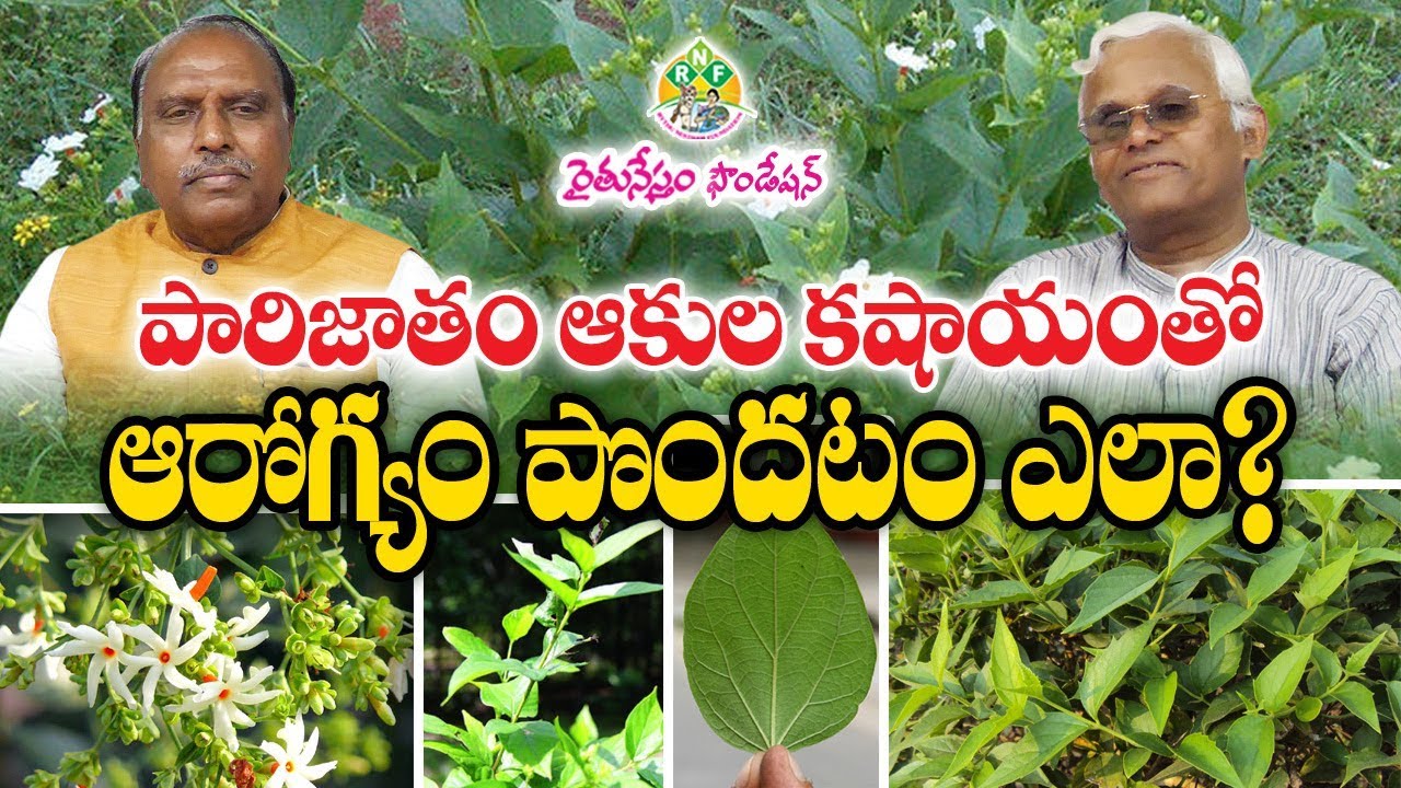Parijata Leaves Medicinal Values - Health Benefits || Dr. Khader Valli || Rythunestham