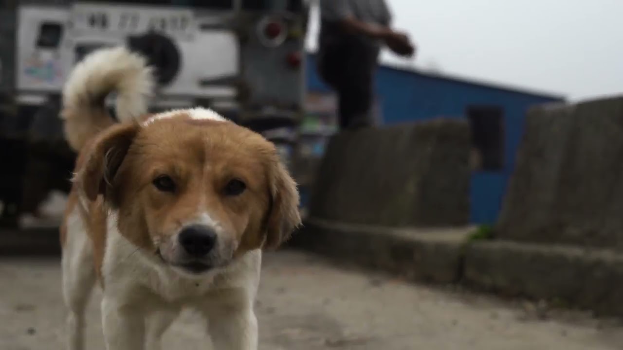 Tea Tourism Darjeeling: Episode 2 : Seeking Adventure #Teatourism #teawithsusmita #tea #travelfilm