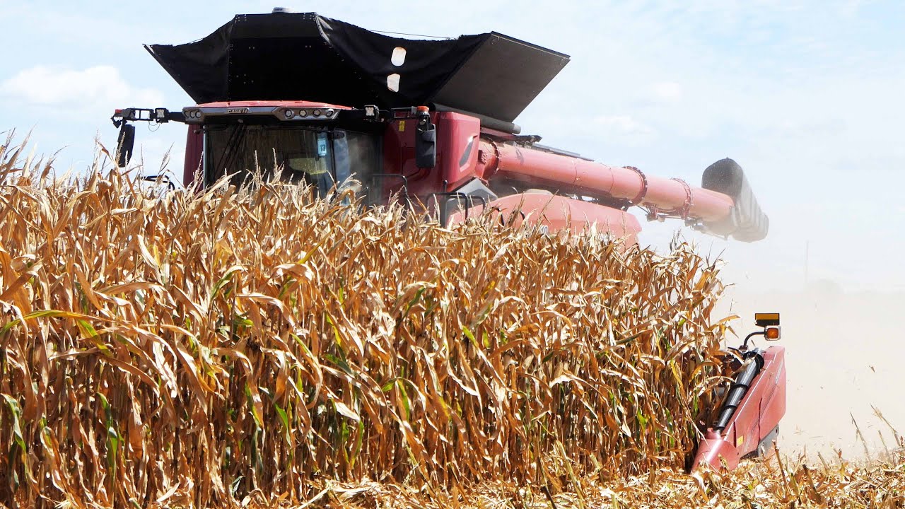 Corn Harvest Field Demo at Farm Progress Show 2025 - All Combines Harvesting Corn