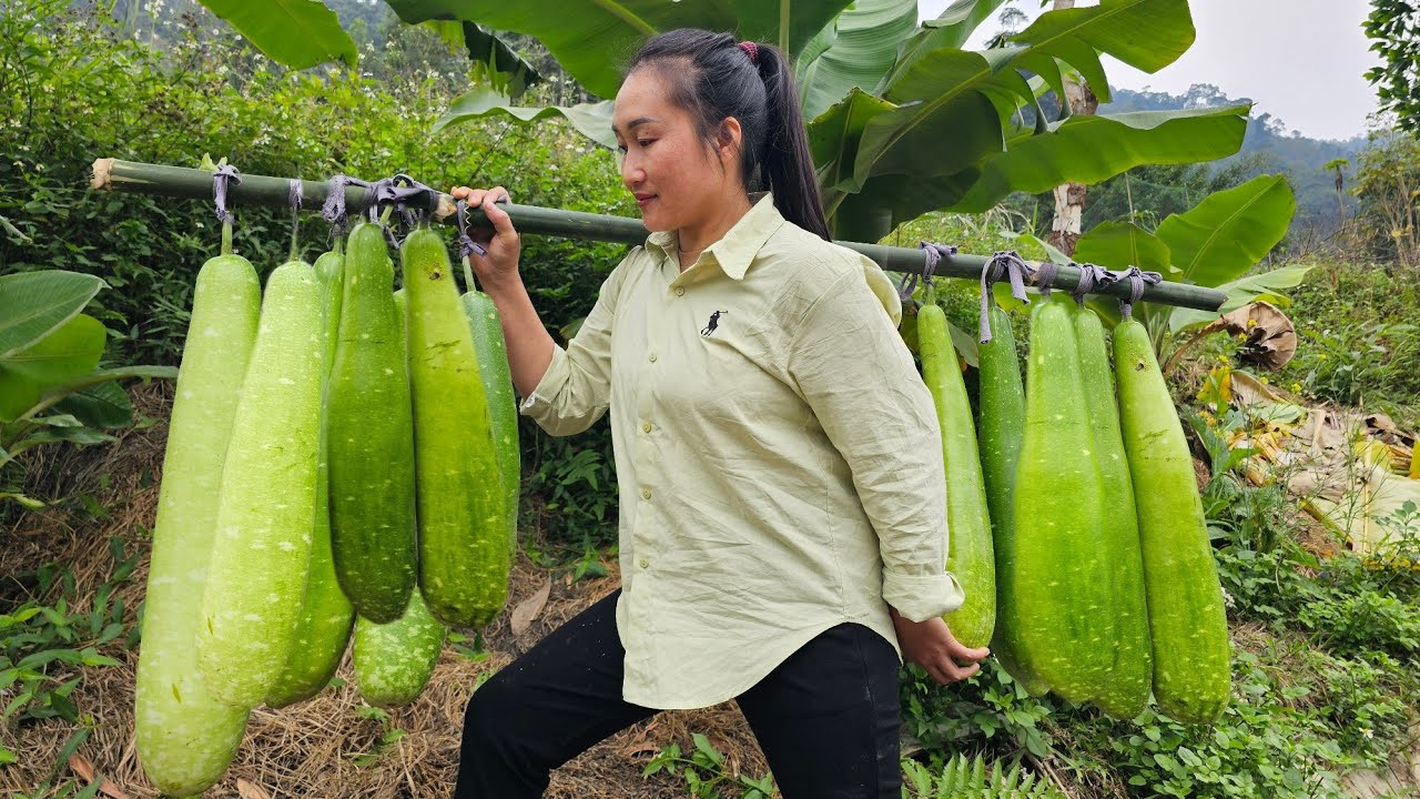 Harvesting a large quantity of giant gourds and brought them to the market to sell - Ly Thi Tam