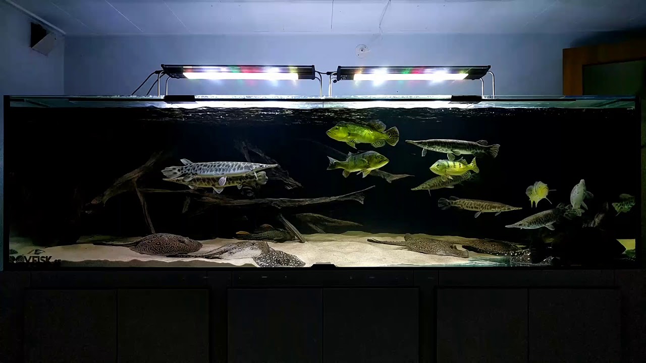 2100 liter tank - Cichla, potamotrygon, lepisosteus, datnioides and more