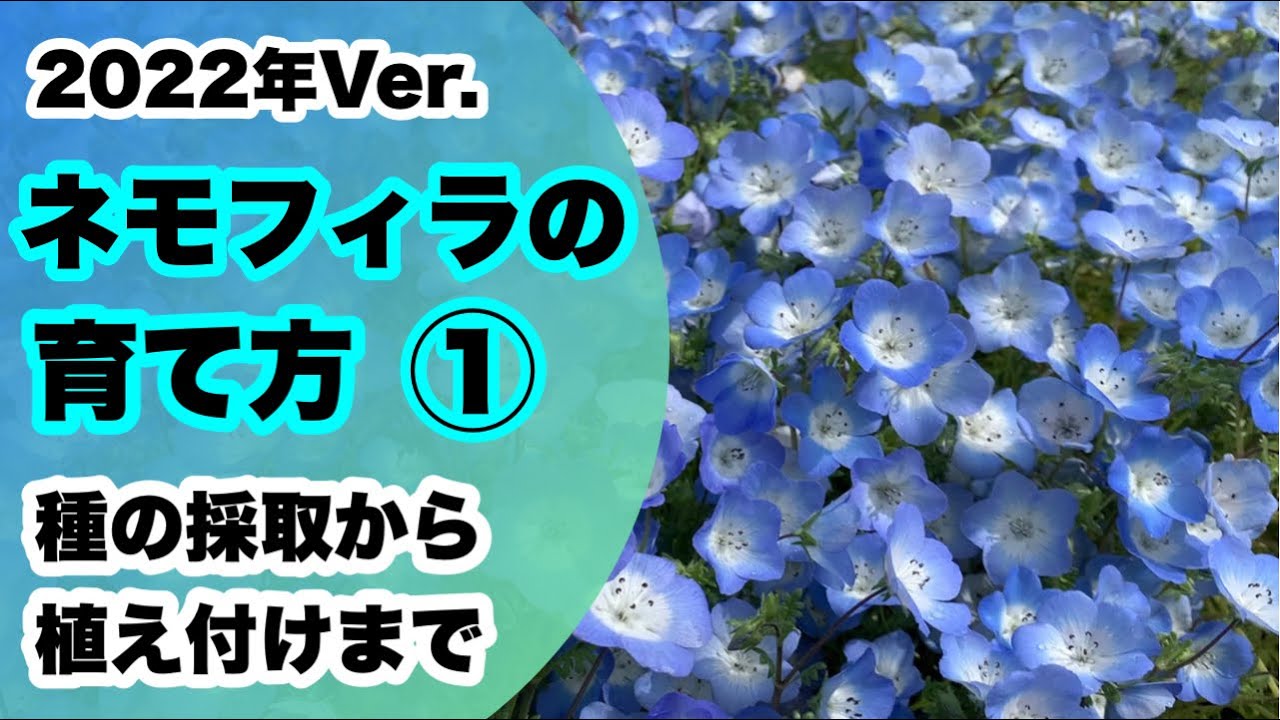 ネモフィラの種の採取から植え付けまで