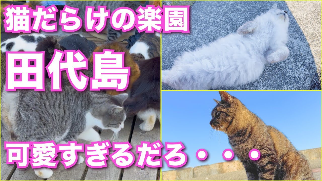 【悶絶】宮城県にある猫だらけの島に行ってみた【田代島】