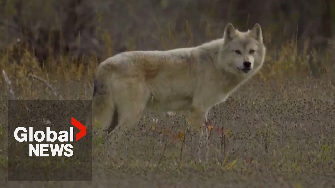BC government faces opposition from First Nation for routine wolf cull