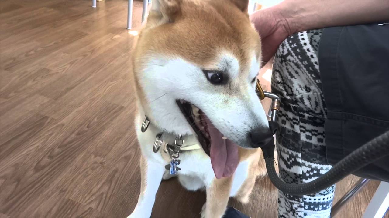 ぎょえ〜っ！貫太の予防接種。