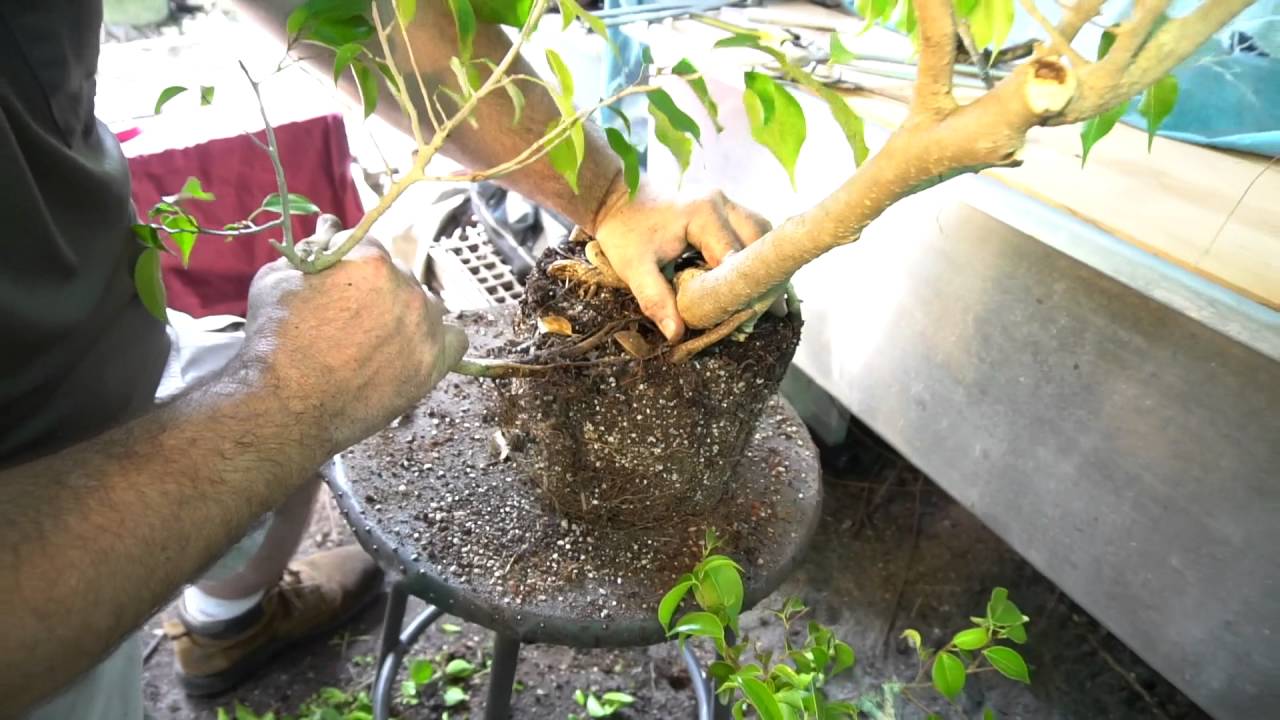 Ficus Benjamina Cold Fusion, Where's My Nobel?