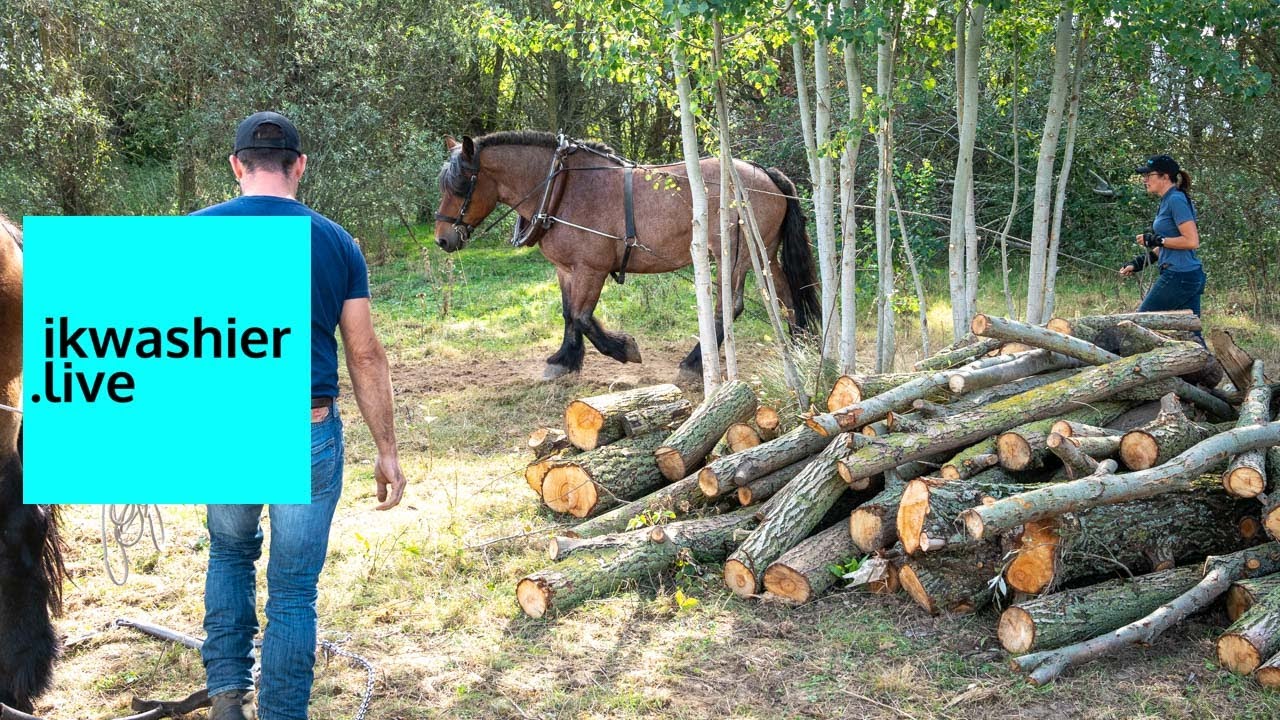 Trait du Nord au travail: le débardage avec le Pôle Cheval Trait du Nord - ikwashier.live à Tournai