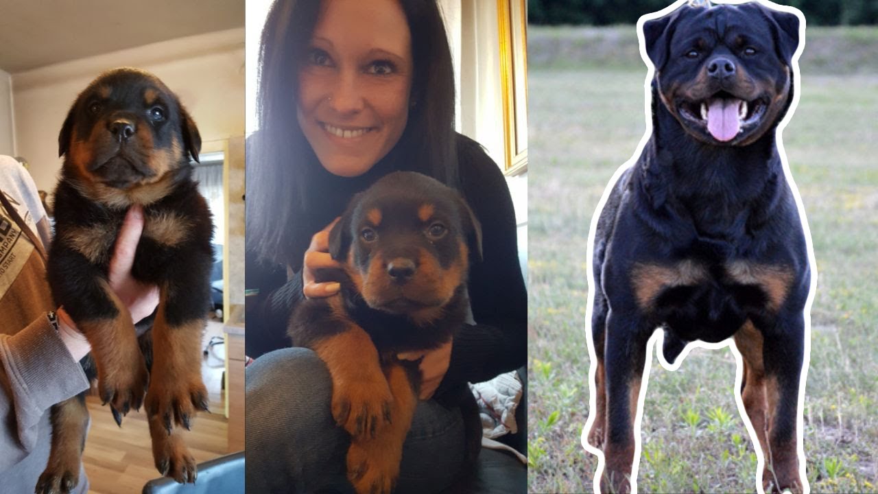 ROTTWEILER GROWING UP - 8 Weeks to 1 Year  [1080p]