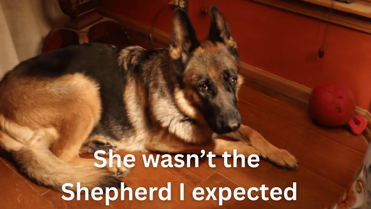 The Dog Who Came to Trust Me, Until Bloat Took Her From Me