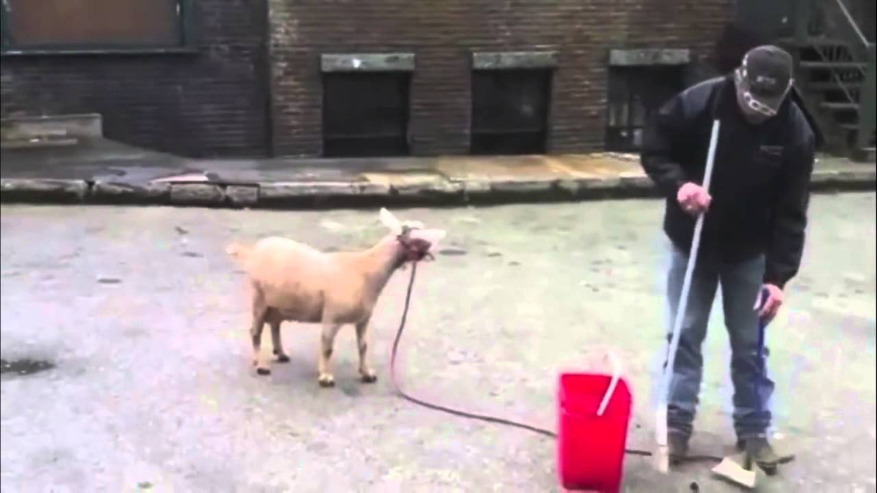 Funny Goats Screaming Like Humans