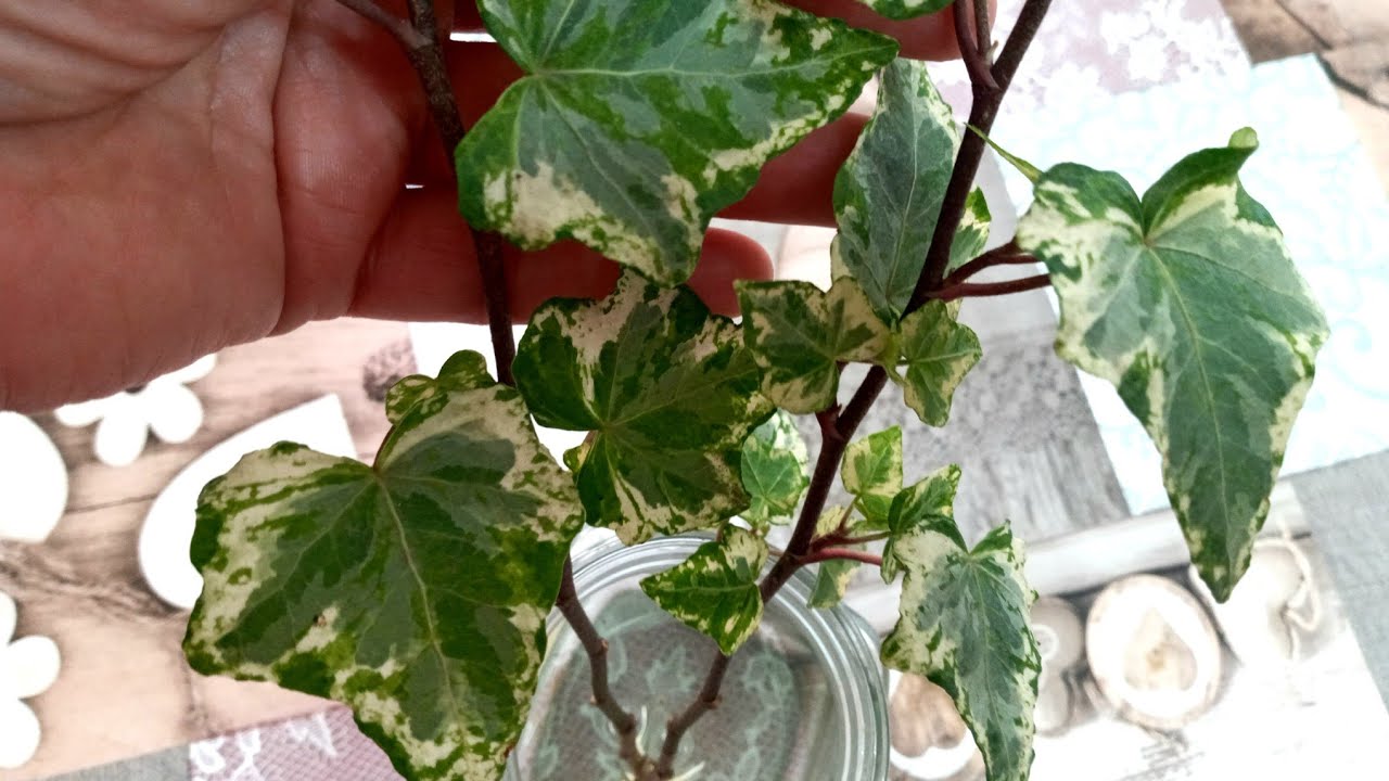 Evin Havasını Temizleyen Bitki ( hedera helix ) Nem , Rutubet, Astım İçin
