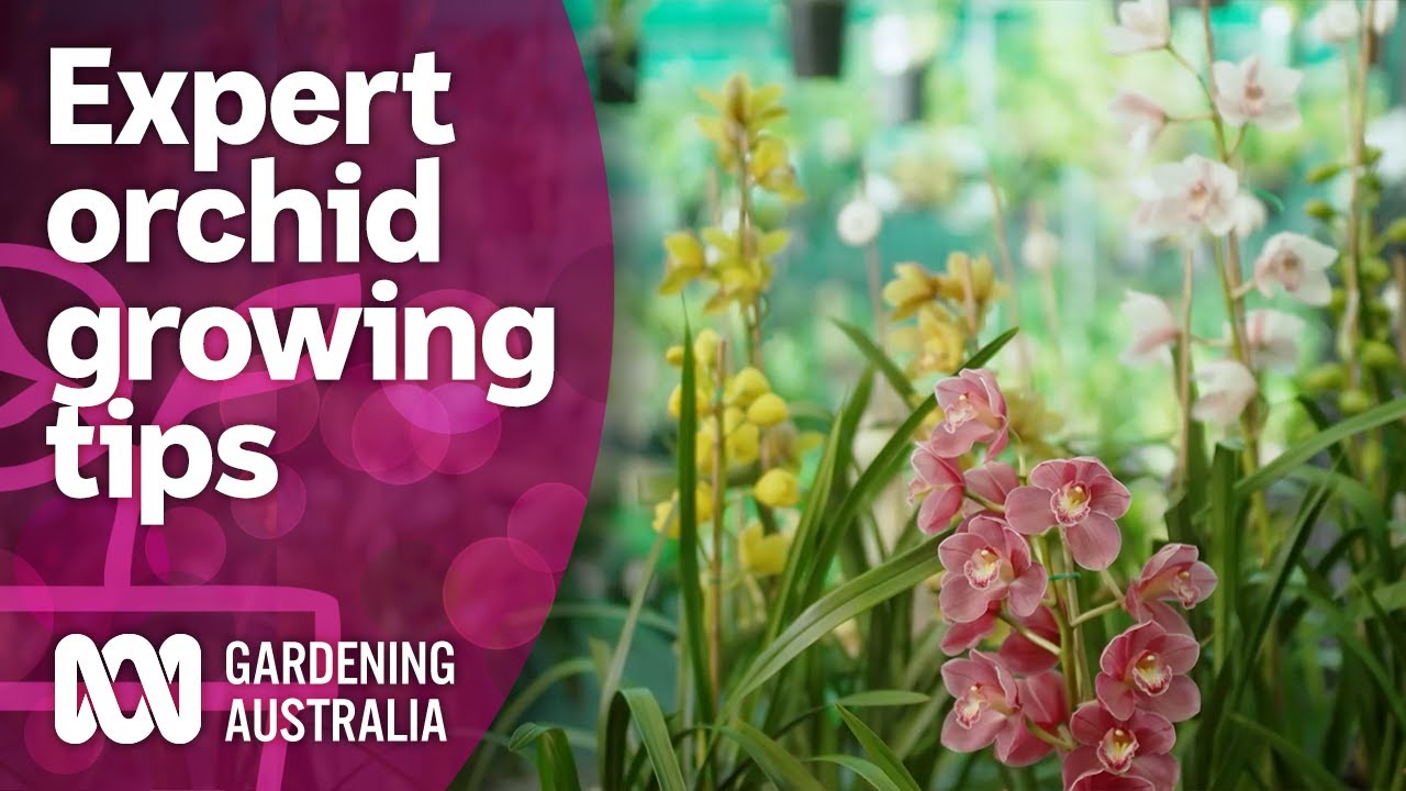Meeting an orchid grower with a massive collection | Discovery | Gardening Australia