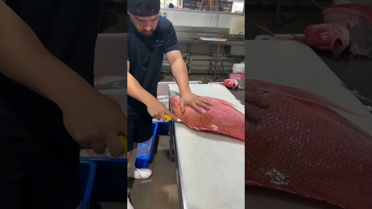 proses filleting ikan kakap merah
