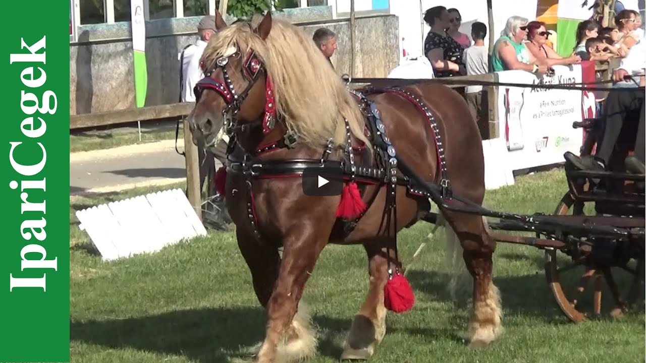Fogatbemutató magyar hidegvérű lovakkal, Hódmezővásárhely, 2018.05.10-12., v180511-2-116