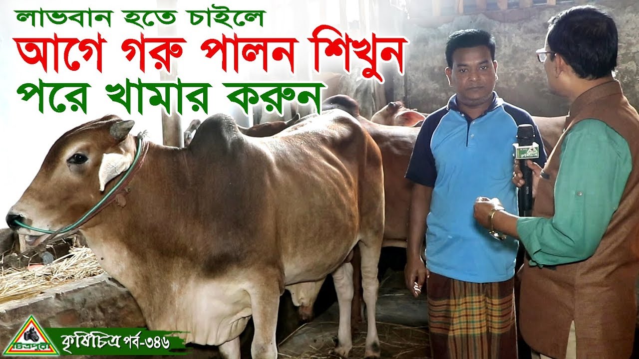 Krishichitra 346, আগে গরু পালন শিখুন, পড়ে গরুর খামার শুরু করুন ।Cow Farm in Bangladesh
