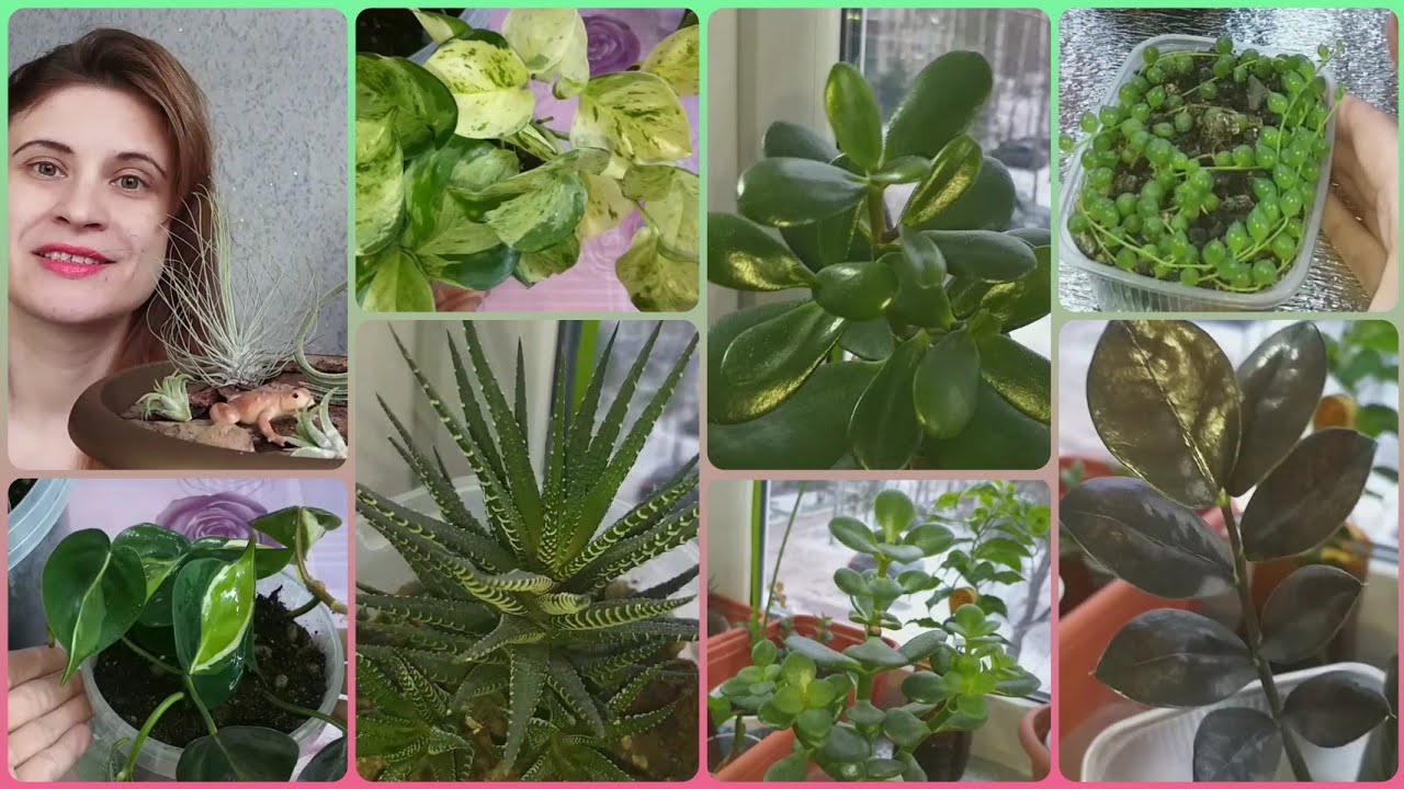 Цветочные новости🌱Обзоры🌼Пересадка🌷Детки замиокулькасов🌱Филодендрон🌷Сциндапсус🌼Толстянки🌱Тилландсии