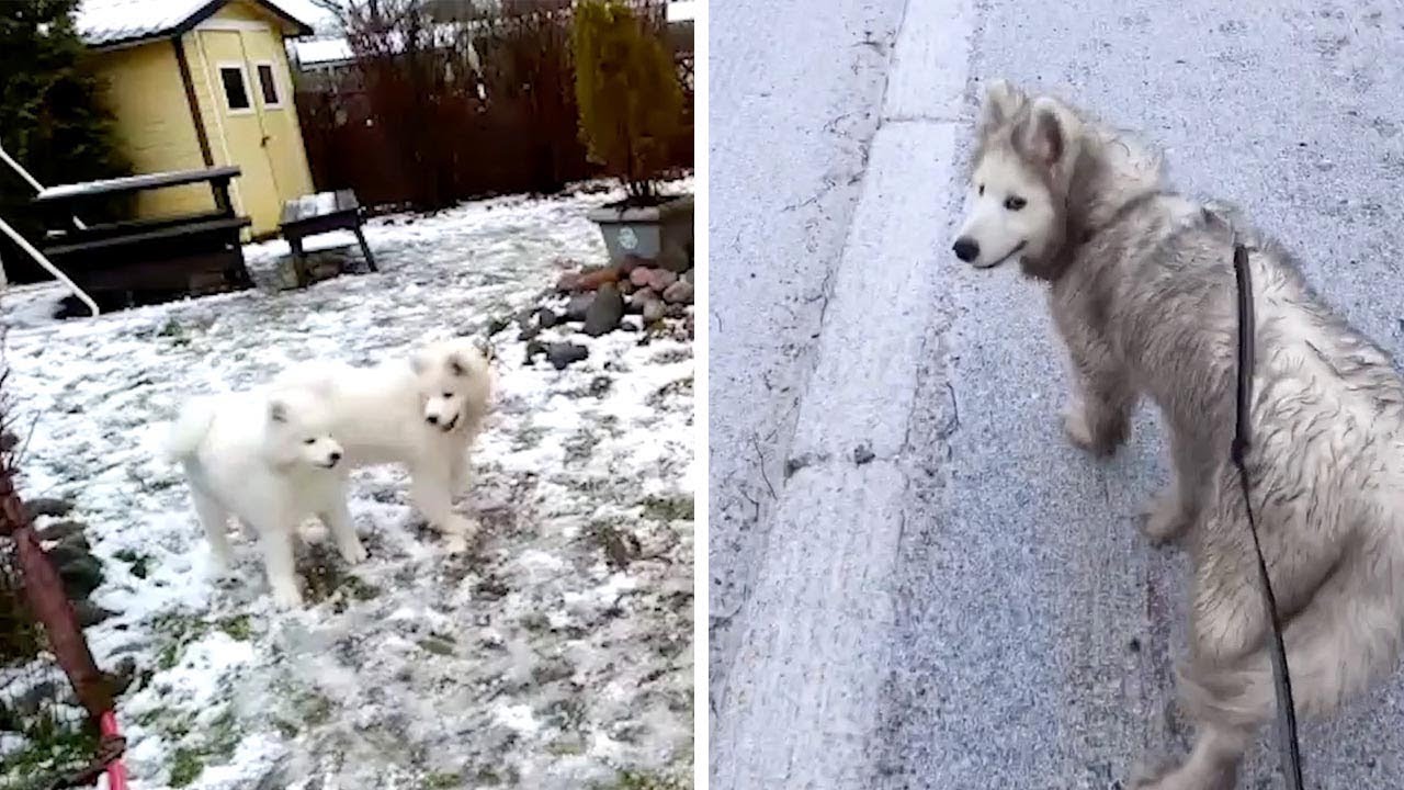 Dog Comes Home Muddy After Playdate