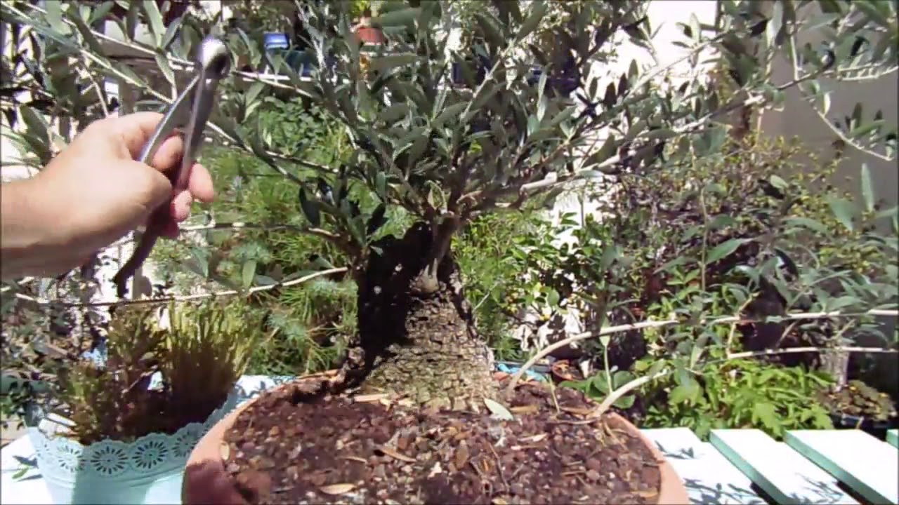 Poda de un Bonsai olivo en formación