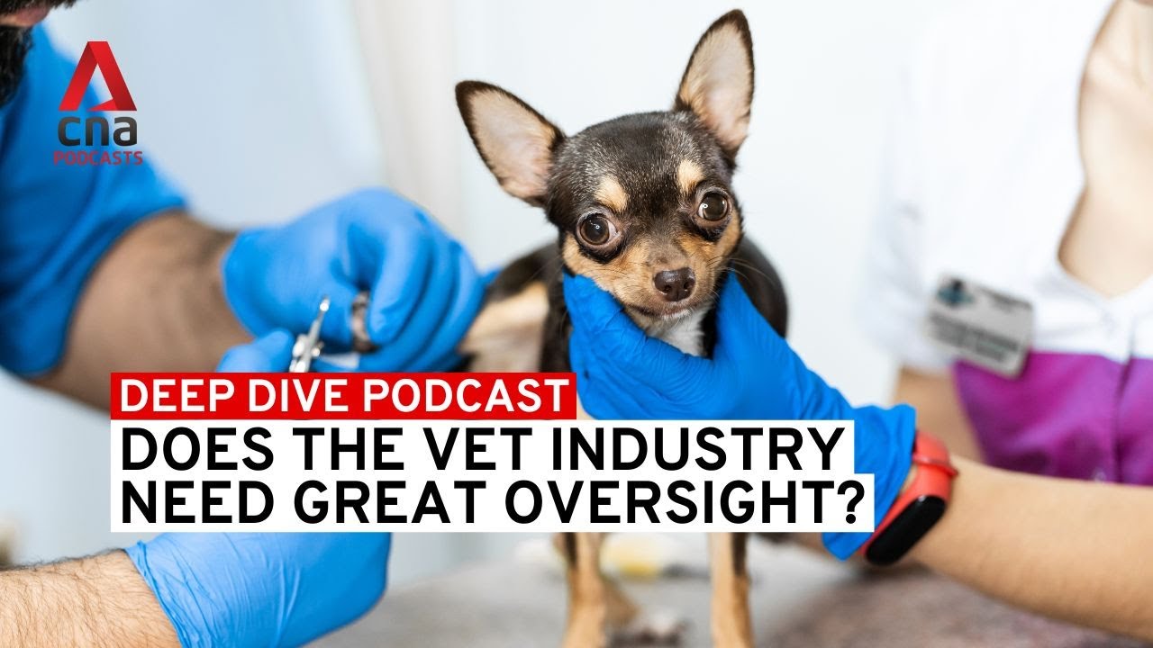 Does the vet industry need greater oversight? | Deep Dive podcast