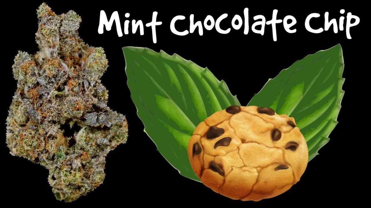 Mint Chocolate Chip OFFICIAL Strain Review ⛽️🍪⛽️
