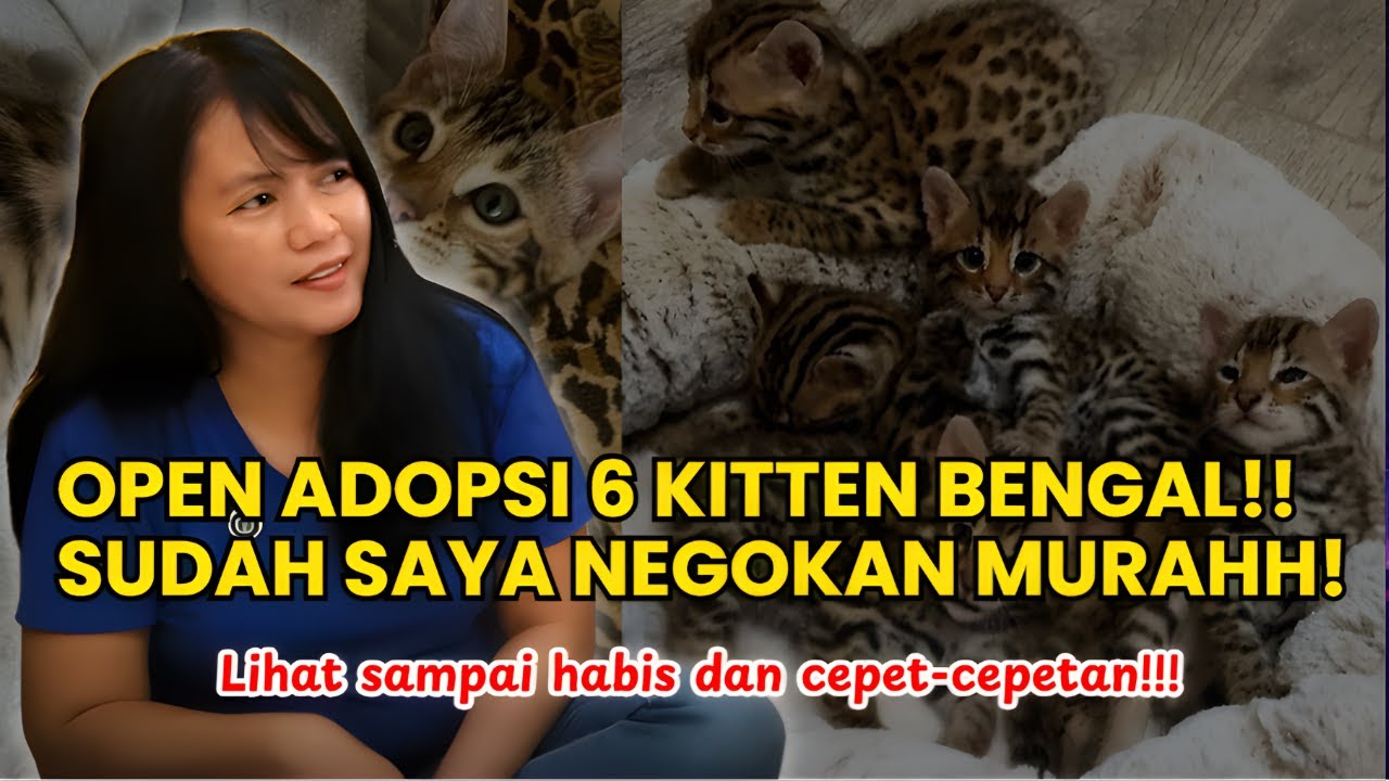 Saatnya open adopsi kucing Bengal bisa borongan buat bakul dan makelar kucing bengal. TONTON