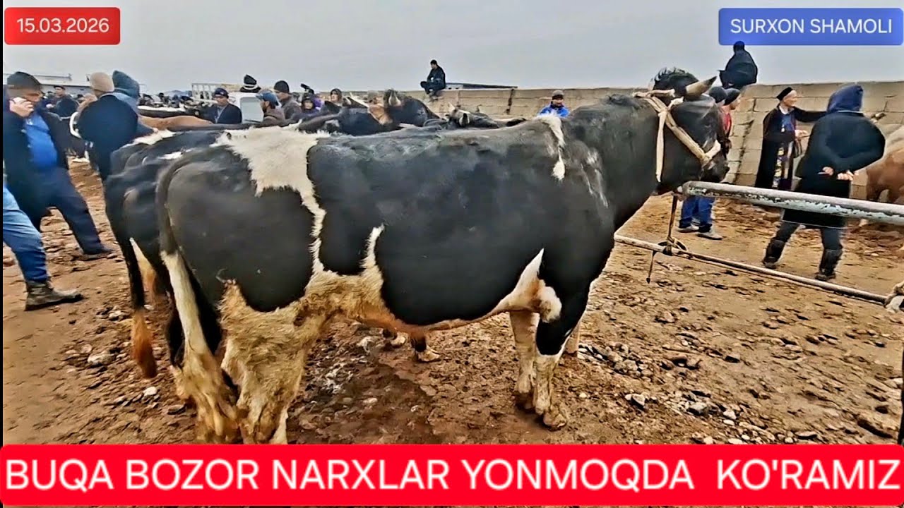 15.03.2026 QIZIRIQ JAXON MOL BOZORI KICHIK VA KATTA BUQACHALAR NARXLARI