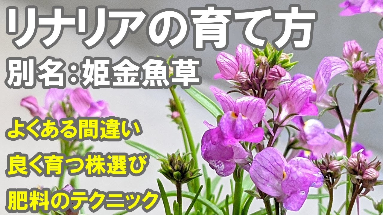 リナリアの育て方 植え方 花がら摘み 蕾と花の見分け方 肥料の使い方 切り戻し 耐寒性