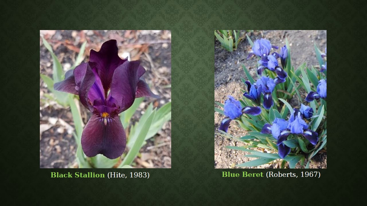 Dwarf Bearded Irises: The Three Types of MDBs