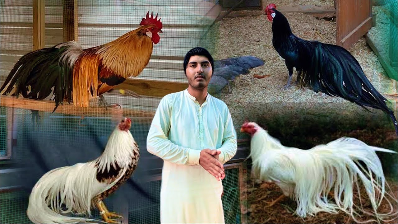Visit Fancy Poultry Farm In Punjab, Rare Long Tale Chicken, Free Range Murgi Farm, Hsn White Shamo