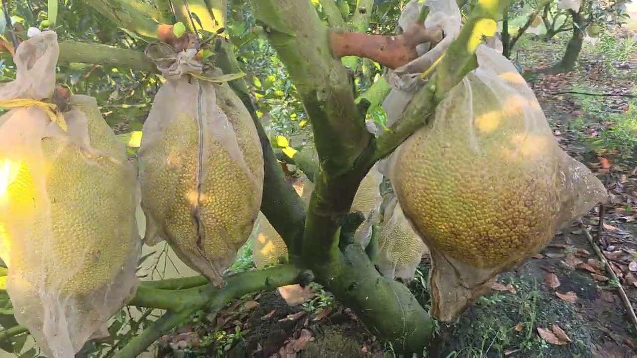 Vườn Mít InĐô 5 Năm Trái To,Múi Dày,Sài Phân Gì.Lh:0949777827 Gặp Vĩnh