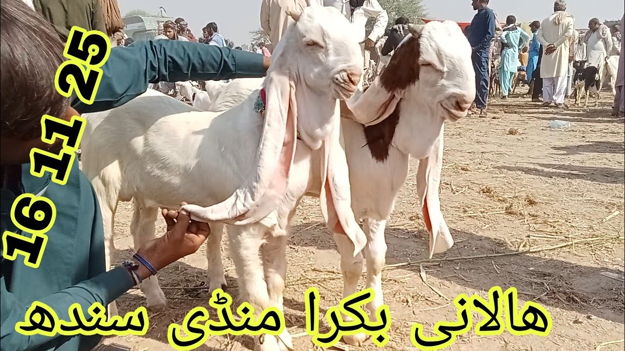 Halani Bakra Mandi 2025 | Sindh Ki Sabse Bari Qurbani Mandi Ka Full Tour